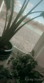 全网精选高分作品推荐：“爱我的植物婴儿